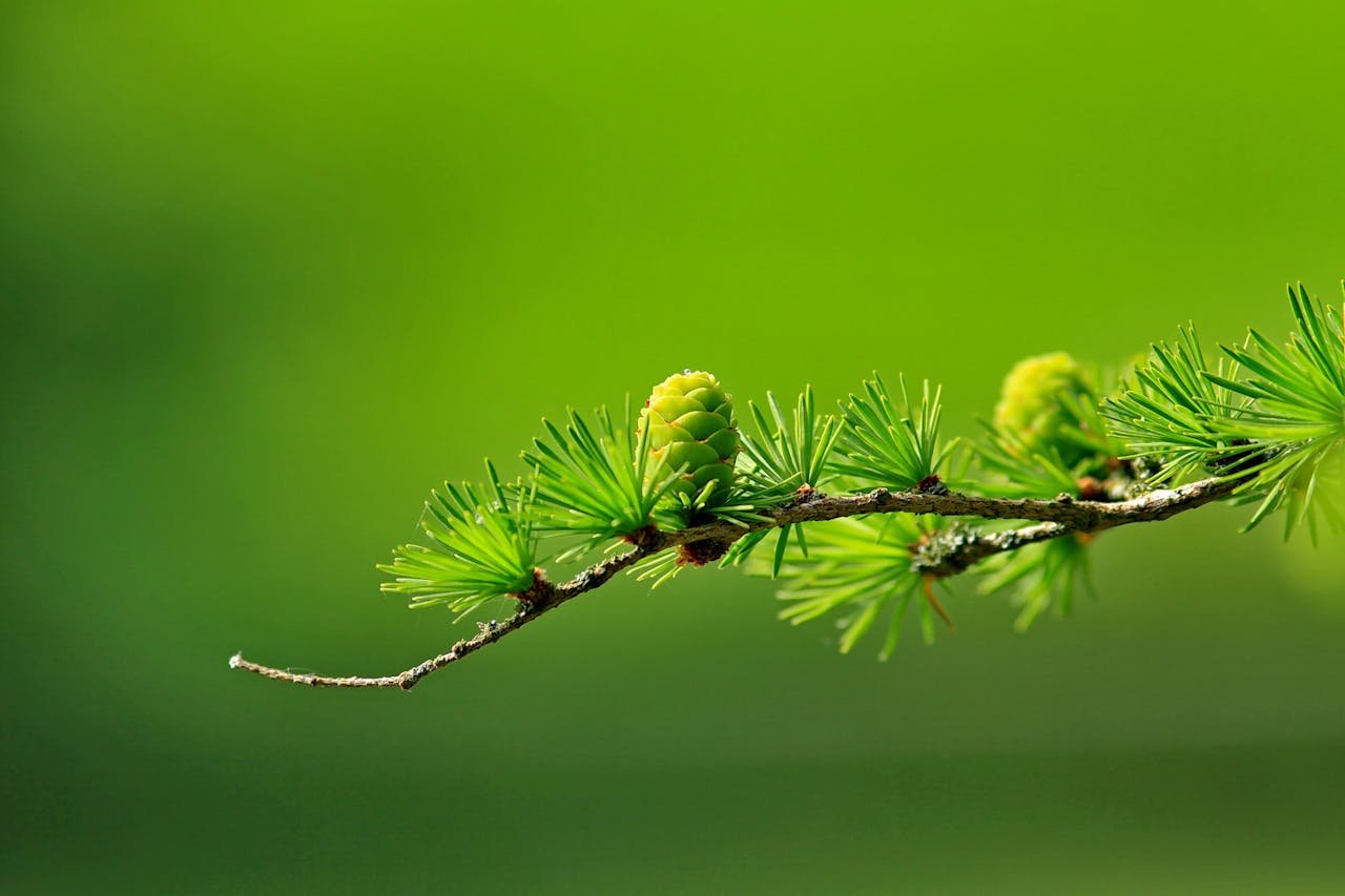 Macro shot of a green pine branch with cones and needles against a blurred background.