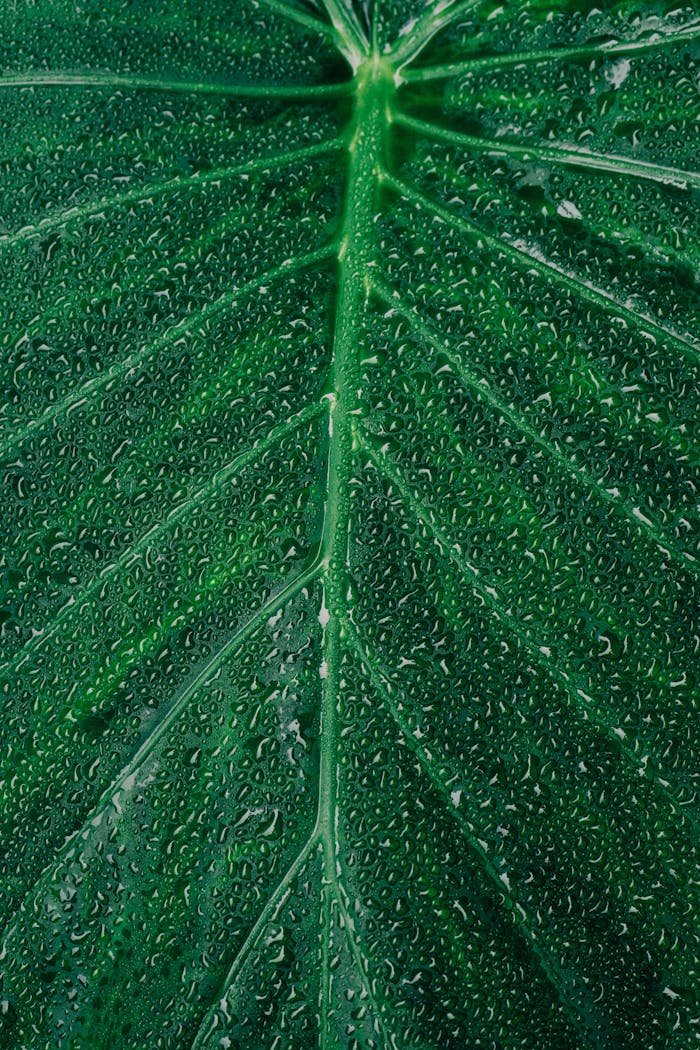 A detailed macro shot showcasing vibrant green leaf covered in dewdrops.