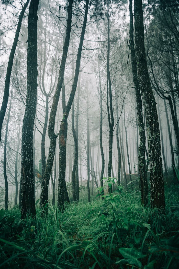 A misty forest landscape with tall trees and vibrant green undergrowth, creating a mystical atmosphere.