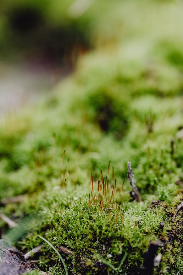 Close-up of vibrant green moss with delicate stalks, showcasing nature's intricate beauty.